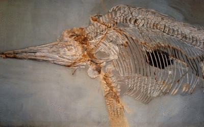 Un Ictiniosaurio en Inglaterra.